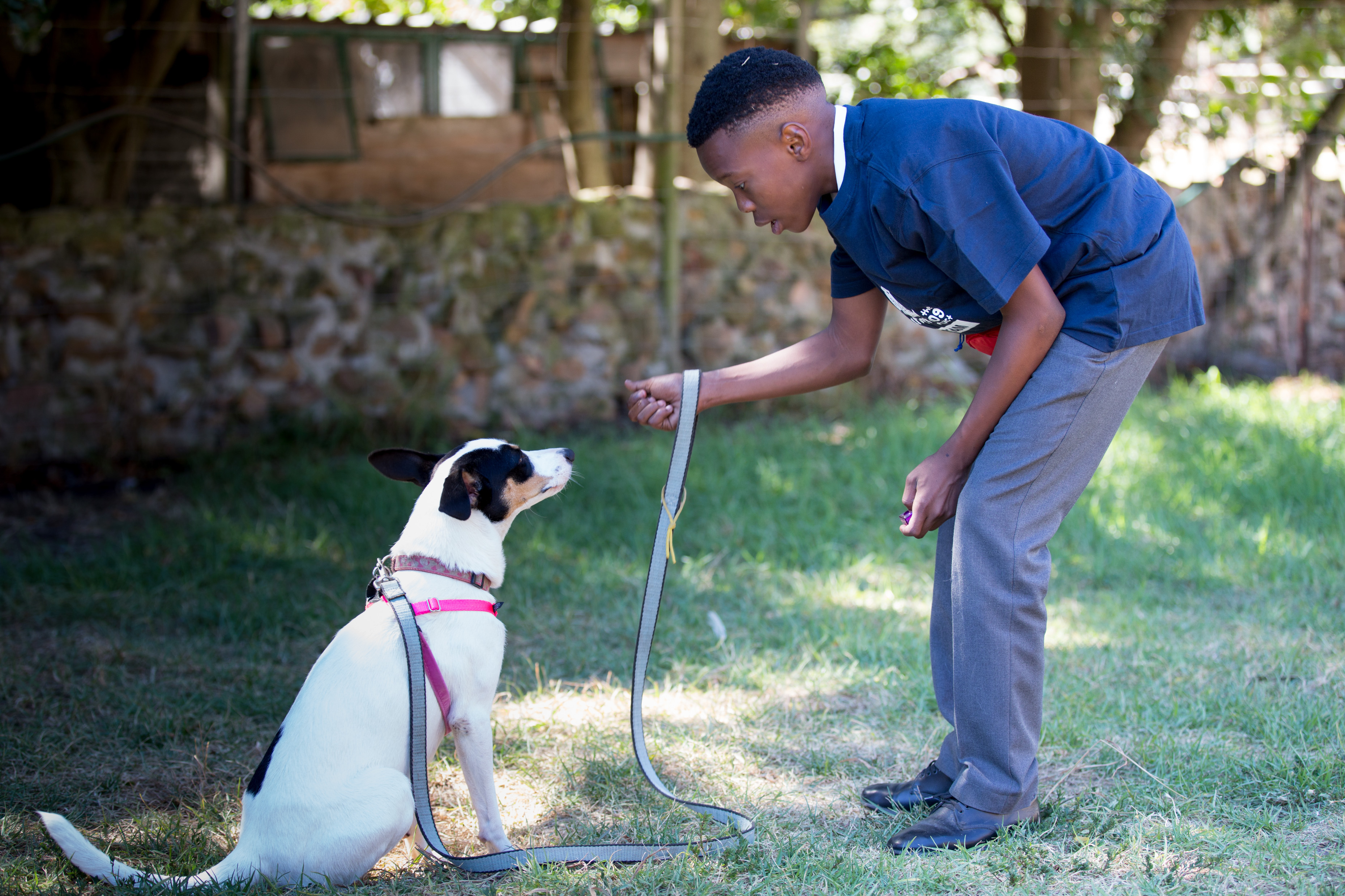 Hout Bay Project Teaches Confidence Through Dog Training GroundUp